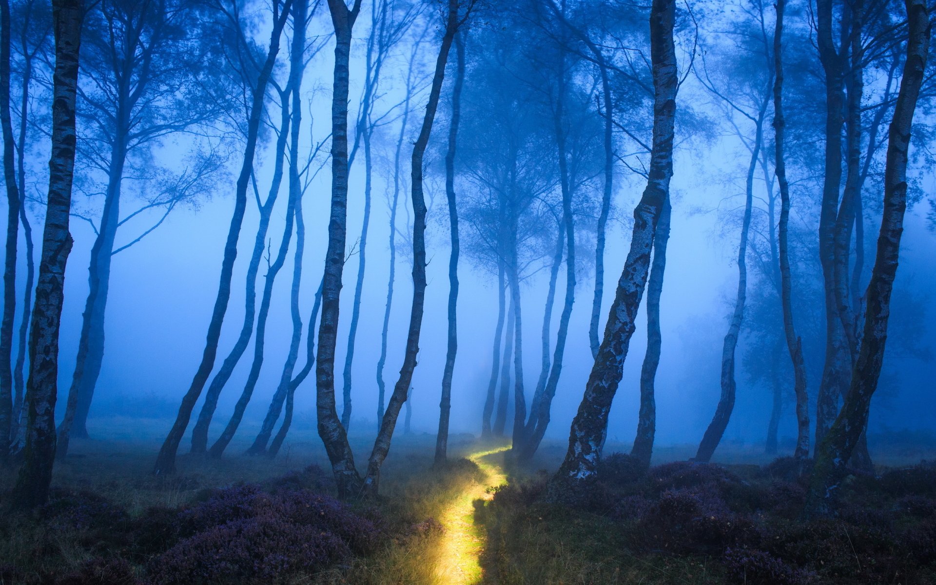 Download Man Made Path HD Wallpaper | 2560x1600 | Wallpaper Abyss