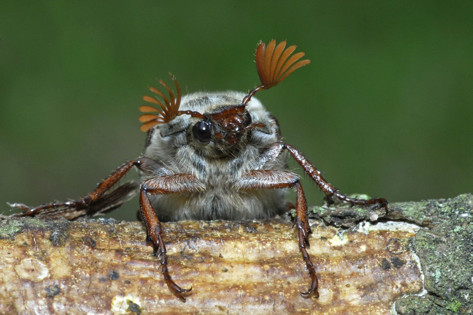 Download Animal Beetle HD Wallpaper