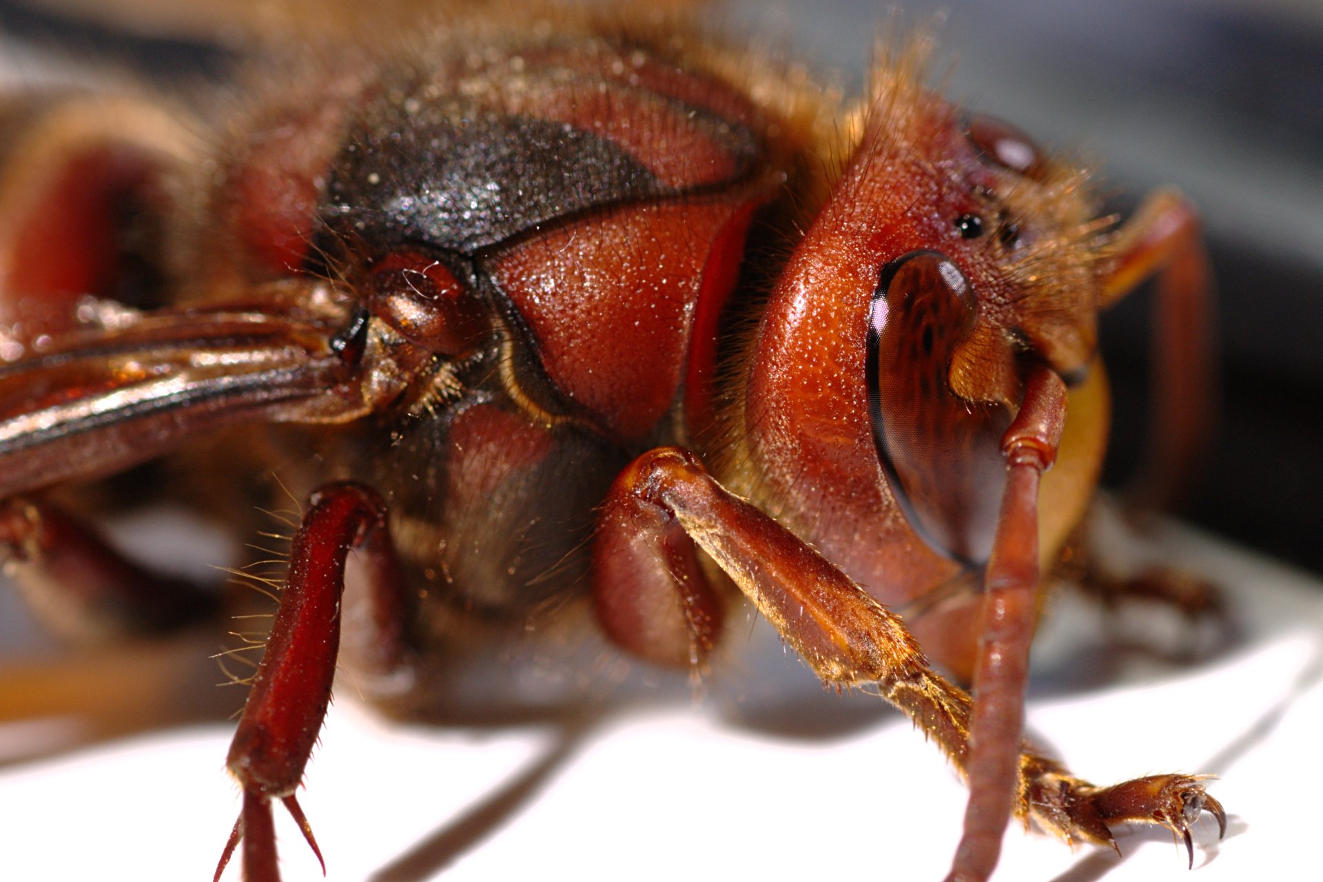 Download Animal Wasp HD Wallpaper