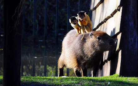Animal capybara HD Desktop Wallpaper | Background Image