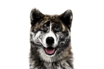 dog Animal akita HD Desktop Wallpaper | Background Image