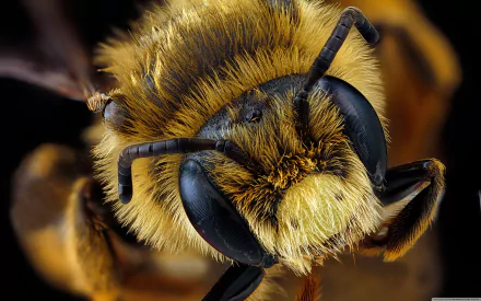 Animal bee HD Desktop Wallpaper | Background Image