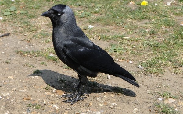 Animal Jackdaw Birds Crows HD Wallpaper | Background Image