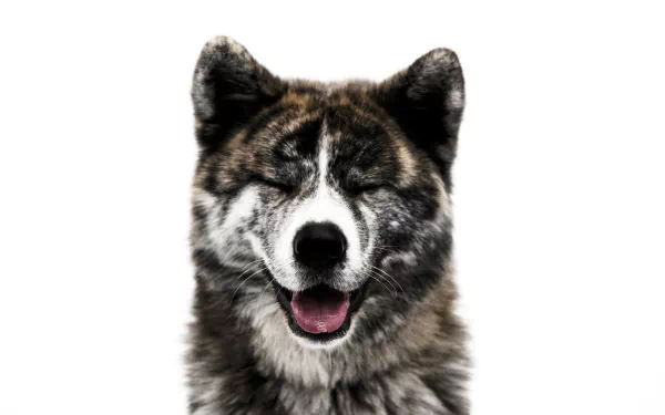 HD PC desktop wallpaper featuring a close-up of an Akita dog with a happy expression against a white background.