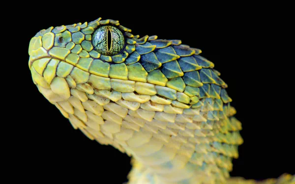 Close-up of a green viper head with textured scales and vertical pupil against a black backdrop — HD PC desktop wallpaper and background.