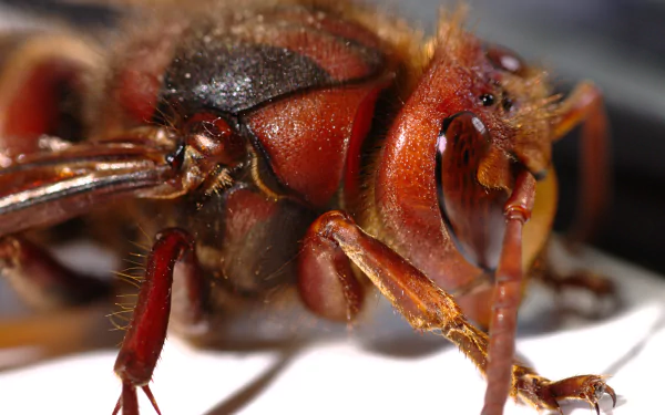Animal wasp HD Desktop Wallpaper | Background Image