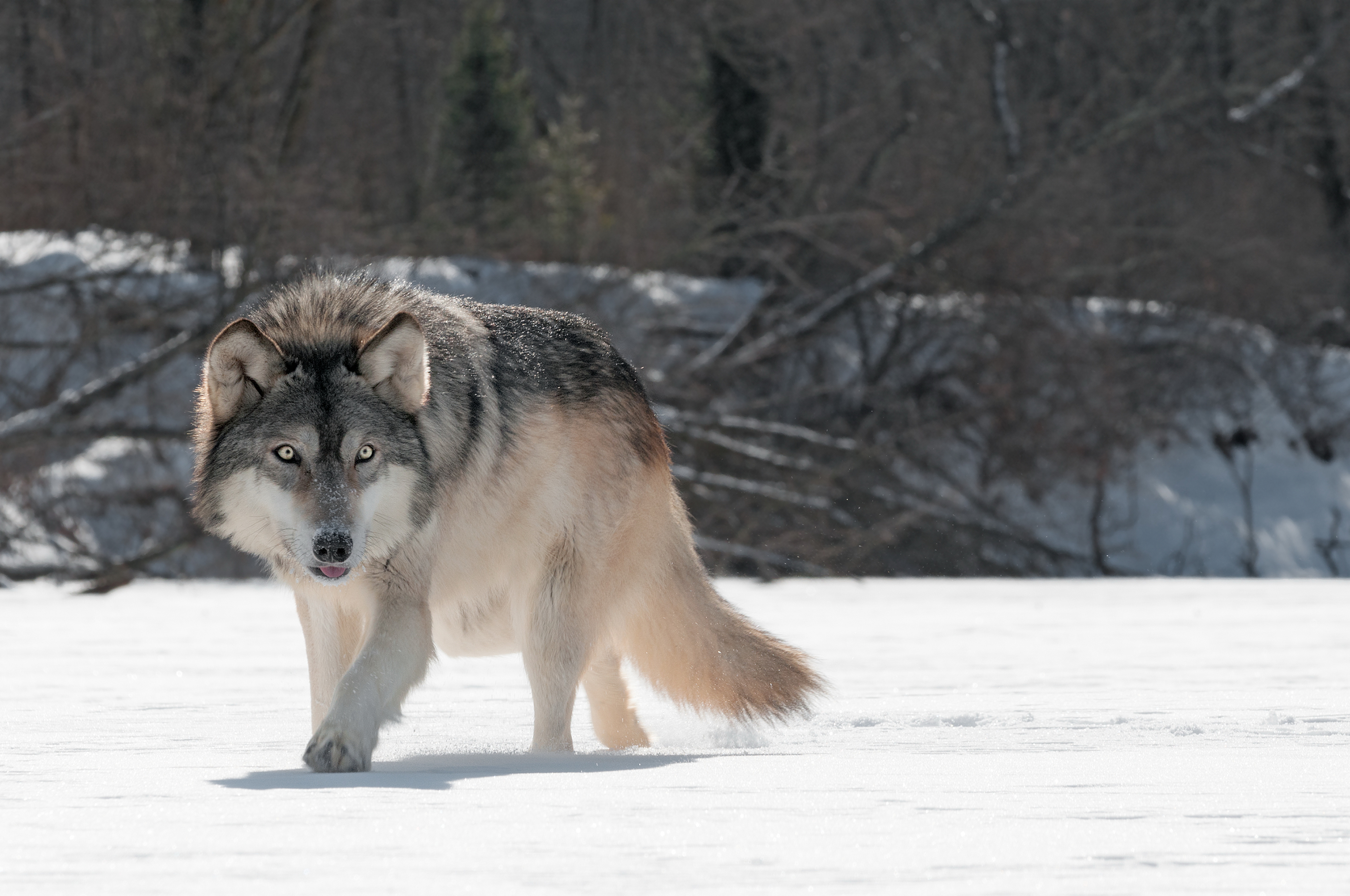 Amazing Wolf Wallpaperswild Animal Amazing Wolf Wallpaperswild Animal