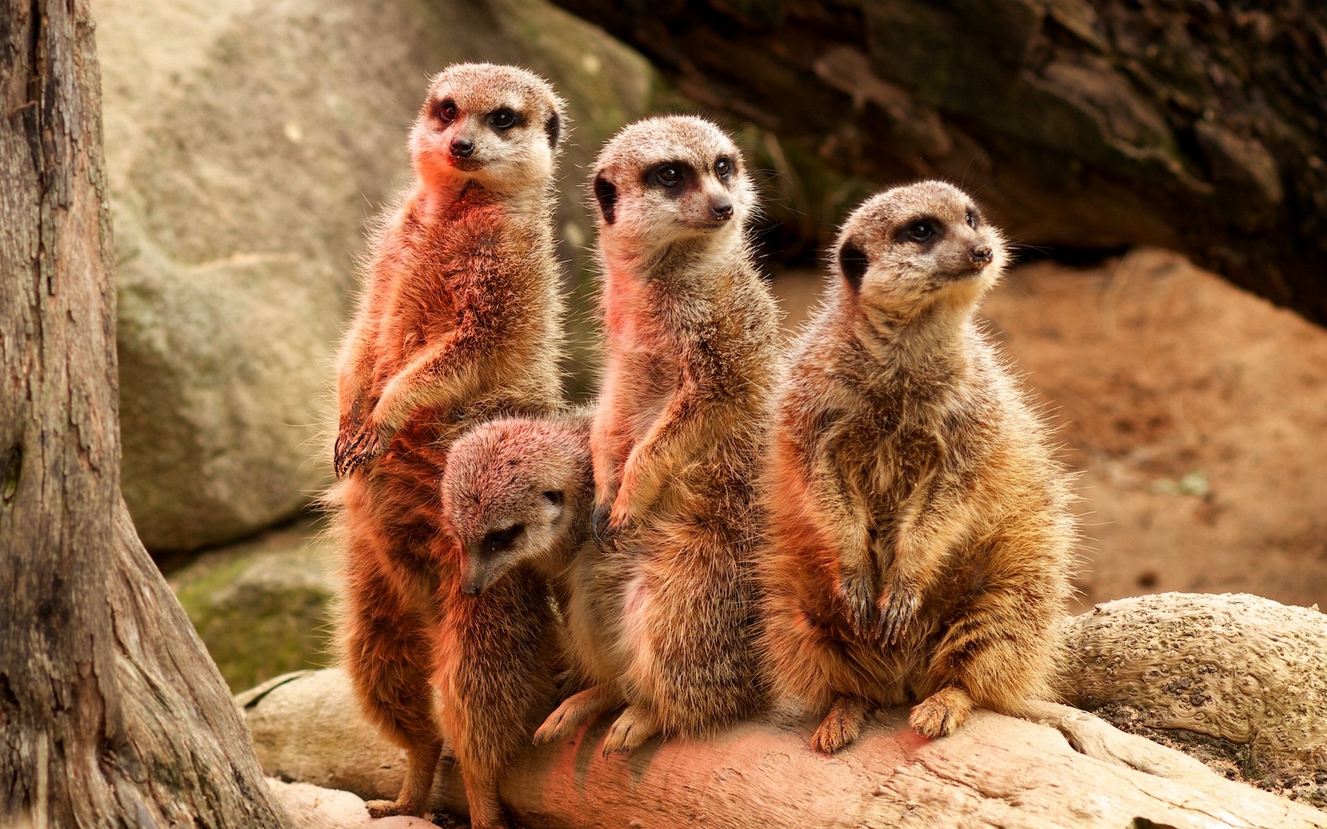 Download Animal Meerkat HD Wallpaper