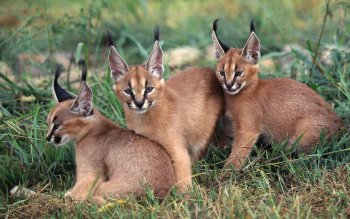 40 Caracal Hd Wallpapers Background Images