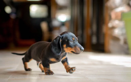 A playful dachshund puppy walks across a tiled floor, showcasing its sleek coat and curious expression, creating a charming wallpaper for a PC desktop background.