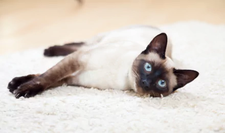 4K Ultra HD PC desktop wallpaper of a Siamese cat with blue eyes lying on a white rug against a soft, neutral background.