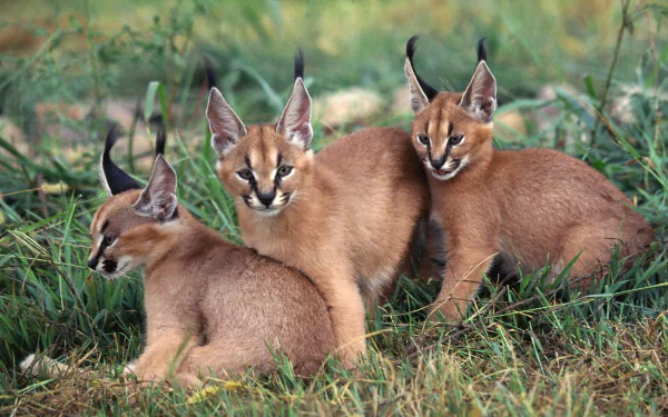A captivating HD desktop wallpaper featuring three caracals playfully resting in lush green grass, showcasing their distinctive tufted ears and sleek fur.