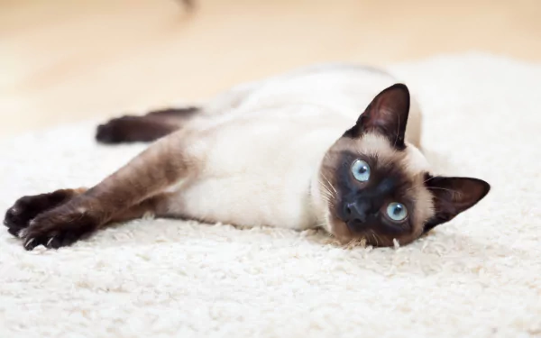 4K Ultra HD PC desktop wallpaper of a Siamese cat with blue eyes lying on a white rug against a soft, neutral background.