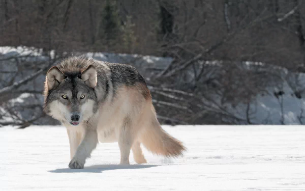 A majestic wolf prowls through a snowy landscape, capturing the essence of wild beauty. This stunning image serves as a striking HD desktop wallpaper and background.