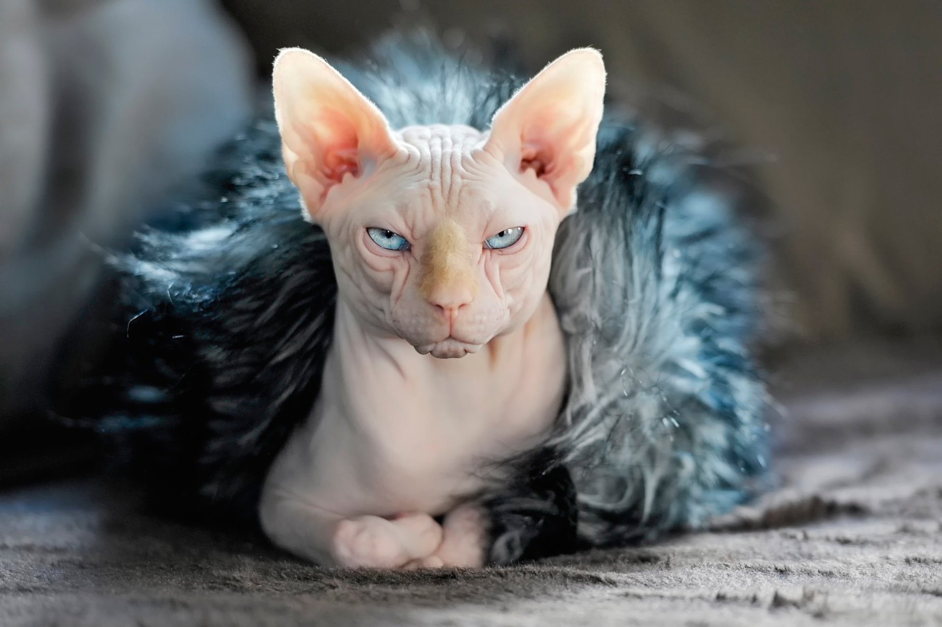 Sphynx Cat Full HD Wallpaper and Background Image | 2500x1664 | ID:589836