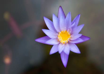 Purple water lily floating on a pond with a bright yellow center, a serene nature scene rendered as 4K Ultra HD PC desktop wallpaper background.