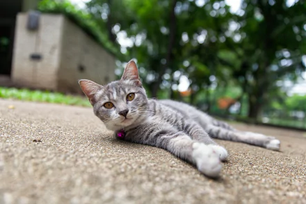 A resting gray tabby cat lies stretched out on a concrete surface with a soft bokeh background, captured in stunning 4K Ultra HD for PC desktop wallpaper.