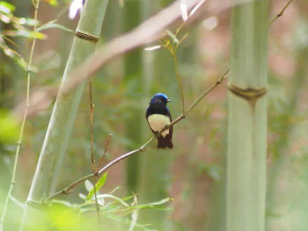  Blue-and-white Flycatcher (Cyanoptila cyanomelana)