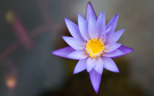 Earth Water Lily Flowers Flower Pond HD Wallpaper | Background Image
