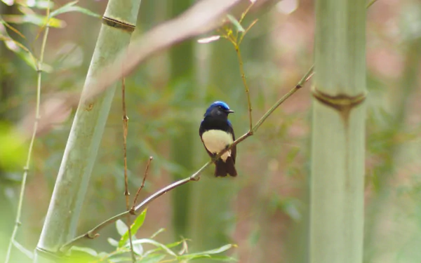  Blue-and-white Flycatcher (Cyanoptila cyanomelana)