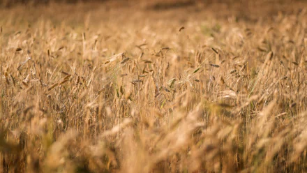 nature cornfield HD Desktop Wallpaper | Background Image