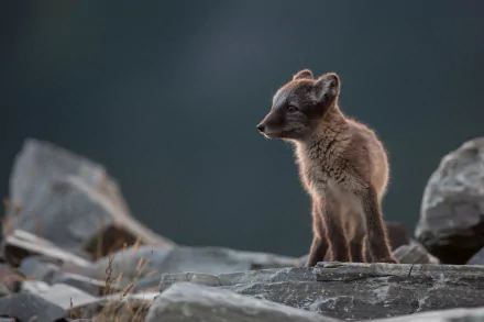Animal arctic fox HD Desktop Wallpaper | Background Image
