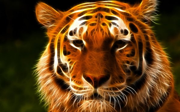Animal Tiger Cats Fractal HD Wallpaper | Background Image