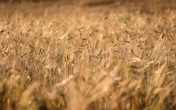 nature cornfield HD Desktop Wallpaper | Background Image