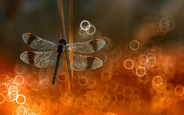 Animal dragonfly HD Desktop Wallpaper | Background Image