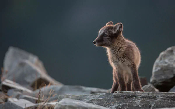 Animal arctic fox HD Desktop Wallpaper | Background Image