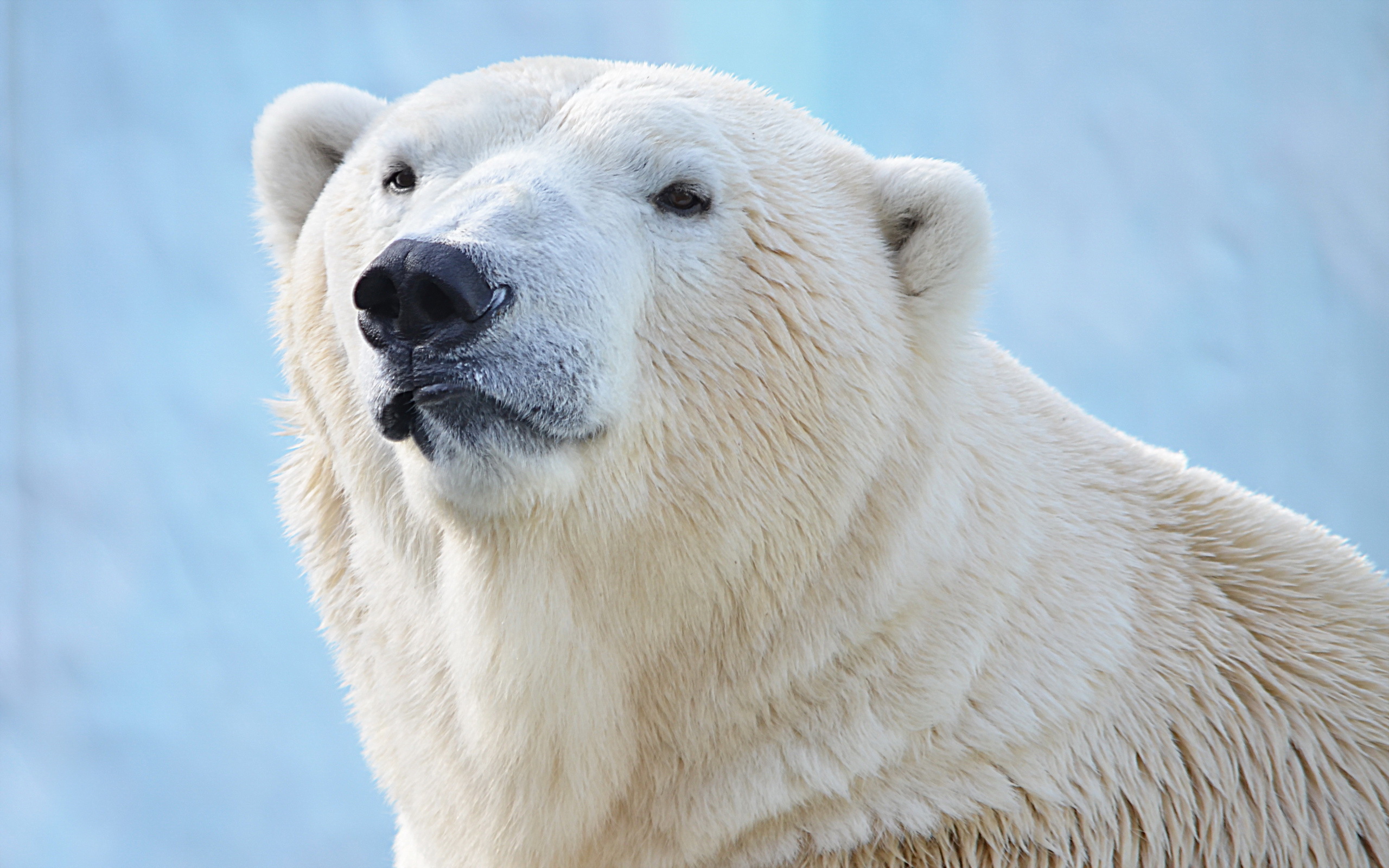 Download Animal Polar Bear HD Wallpaper