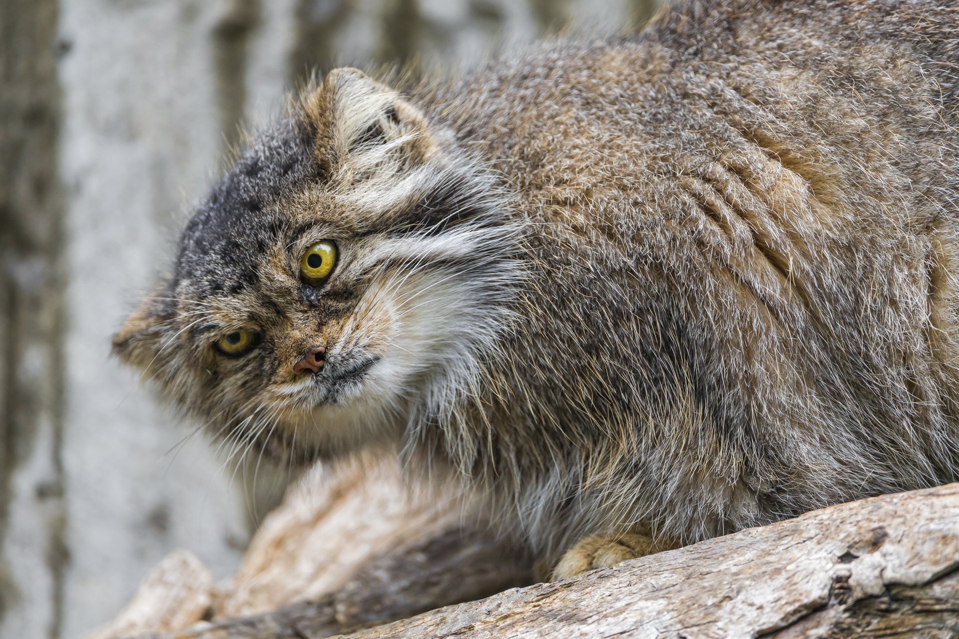 Download Animal Pallas's Cat 4k Ultra HD Wallpaper