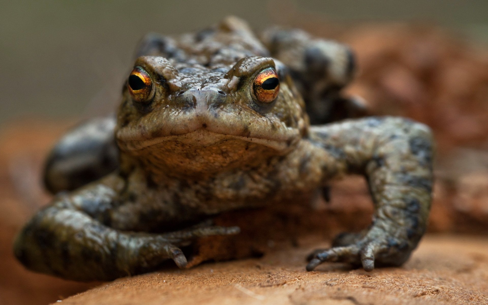 Download Animal Toad HD Wallpaper