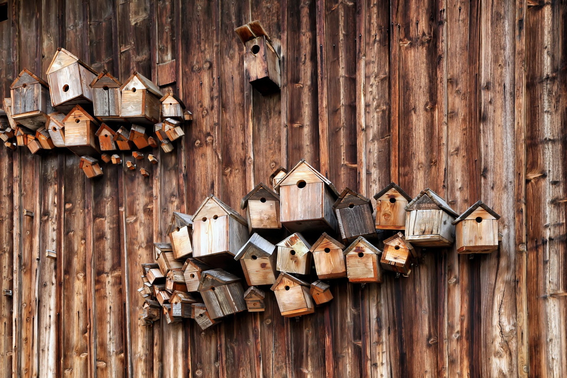 Bird House Papel de Parede HD | Plano de Fundo | 1920x1280