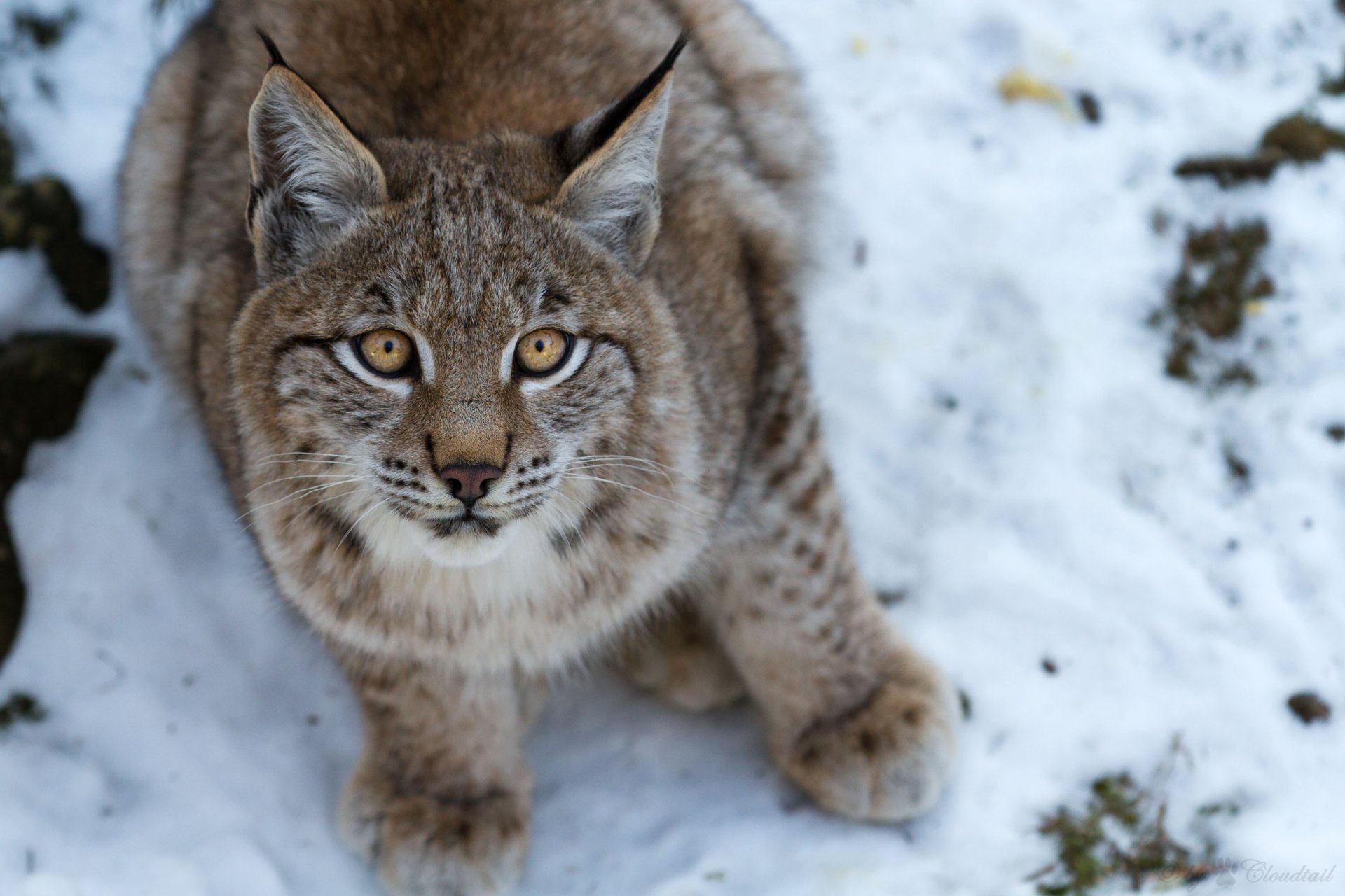 Download Animal Lynx Hd Wallpaper