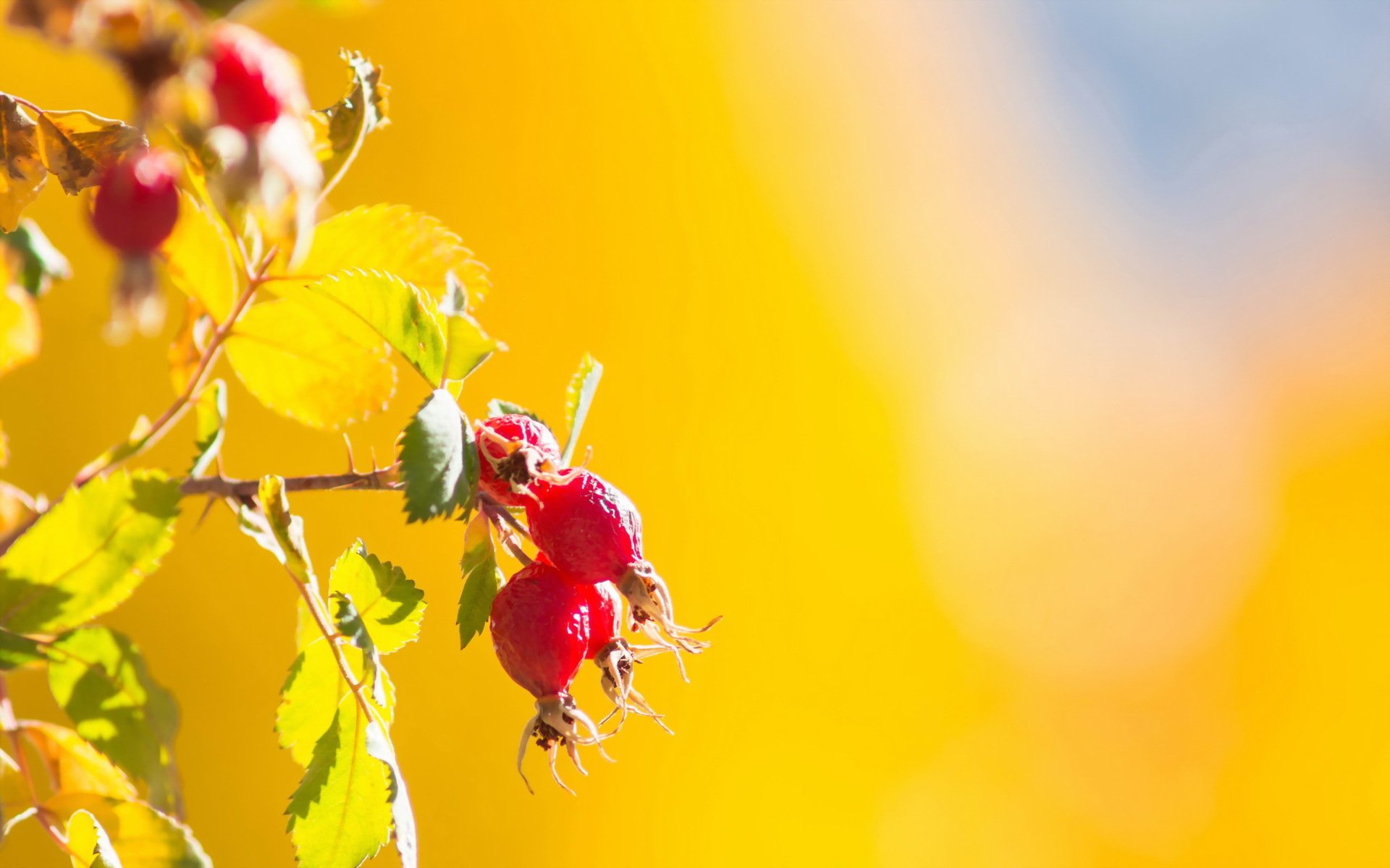 HD desktop wallpaper featuring a close-up of red rose hips and green leaves against a vibrant, blurred yellow background in nature.