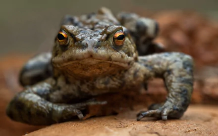 Animal toad HD Desktop Wallpaper | Background Image