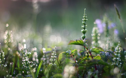 nature meadow HD Desktop Wallpaper | Background Image