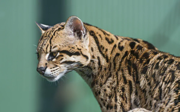 Animal ocelot HD Desktop Wallpaper | Background Image