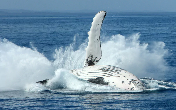 humpback whale Animal whale HD Desktop Wallpaper | Background Image