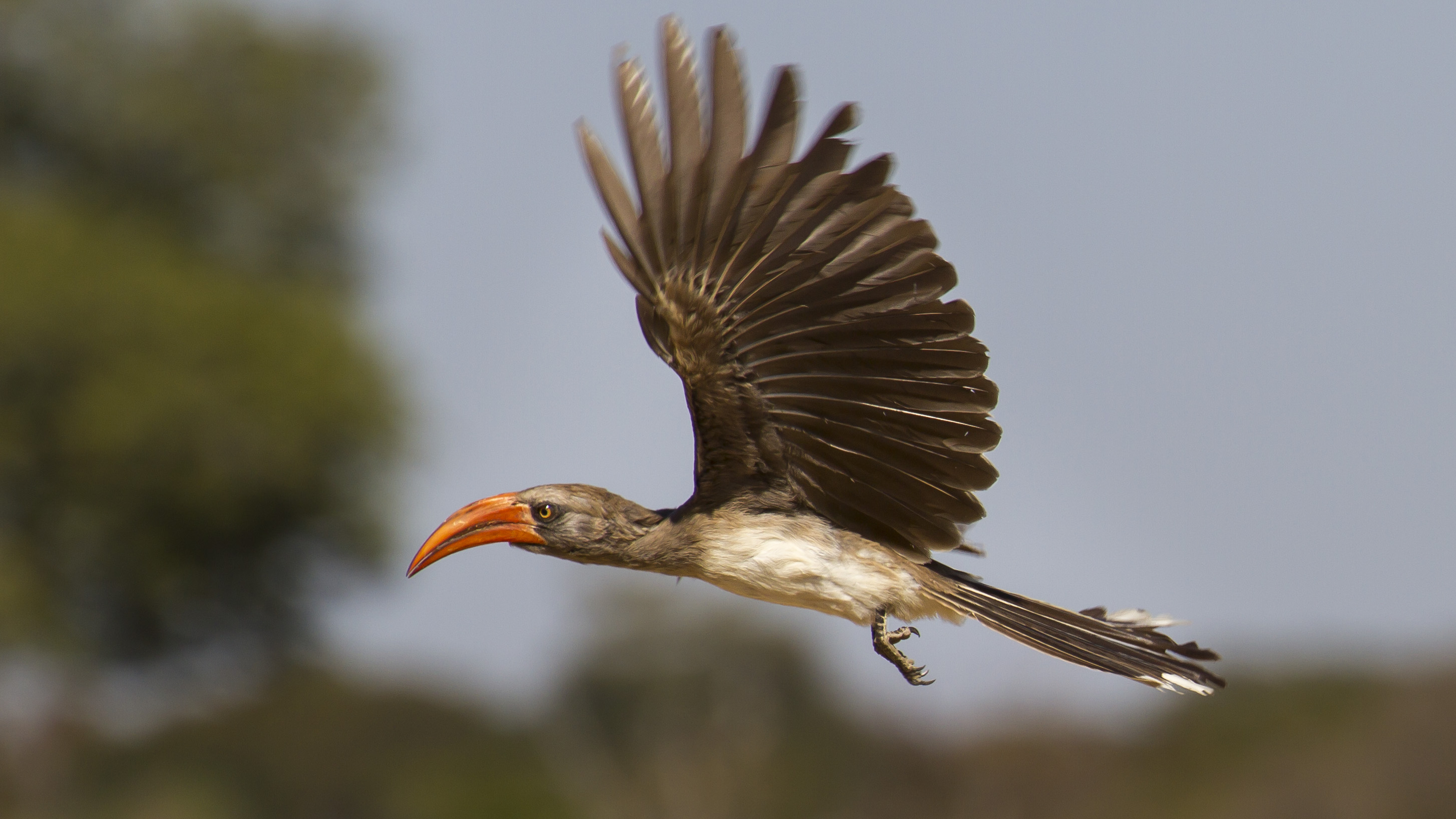 Flying Red-billed Hornbill