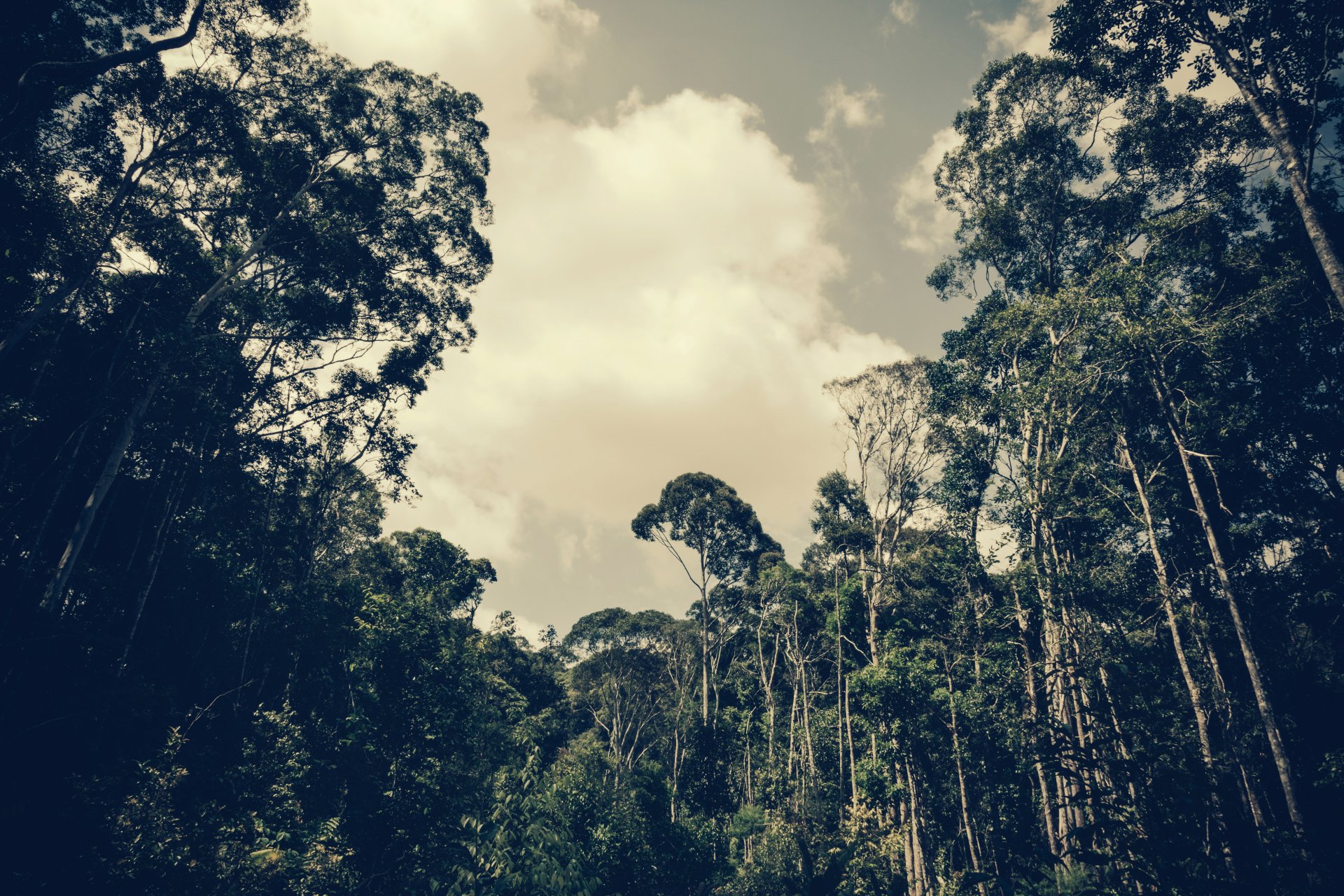 Download Nature Forest 4k Ultra HD Wallpaper