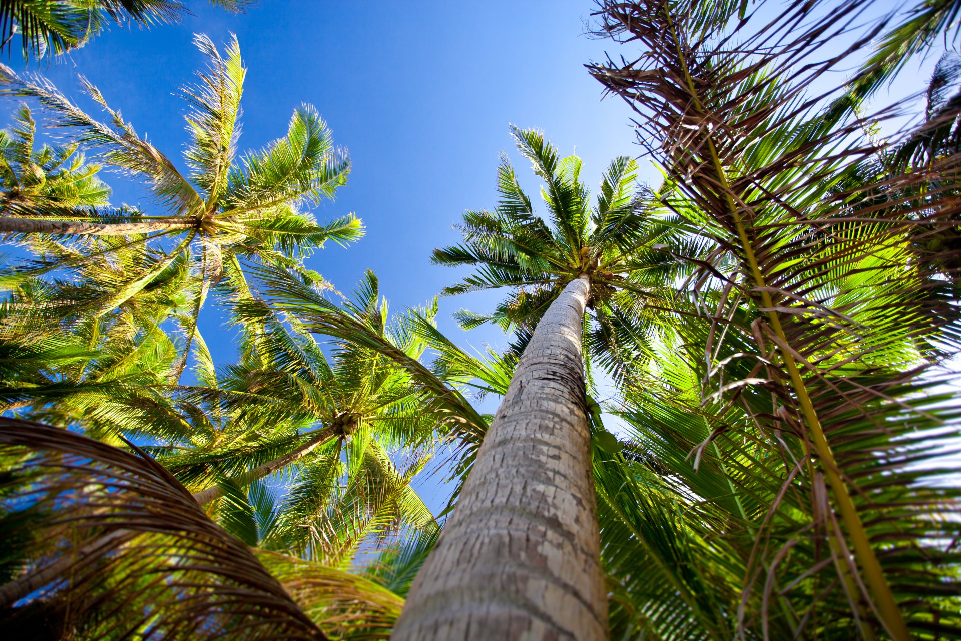 Palmera 5k Retina Ultra Fondo de pantalla HD | Fondo de Escritorio