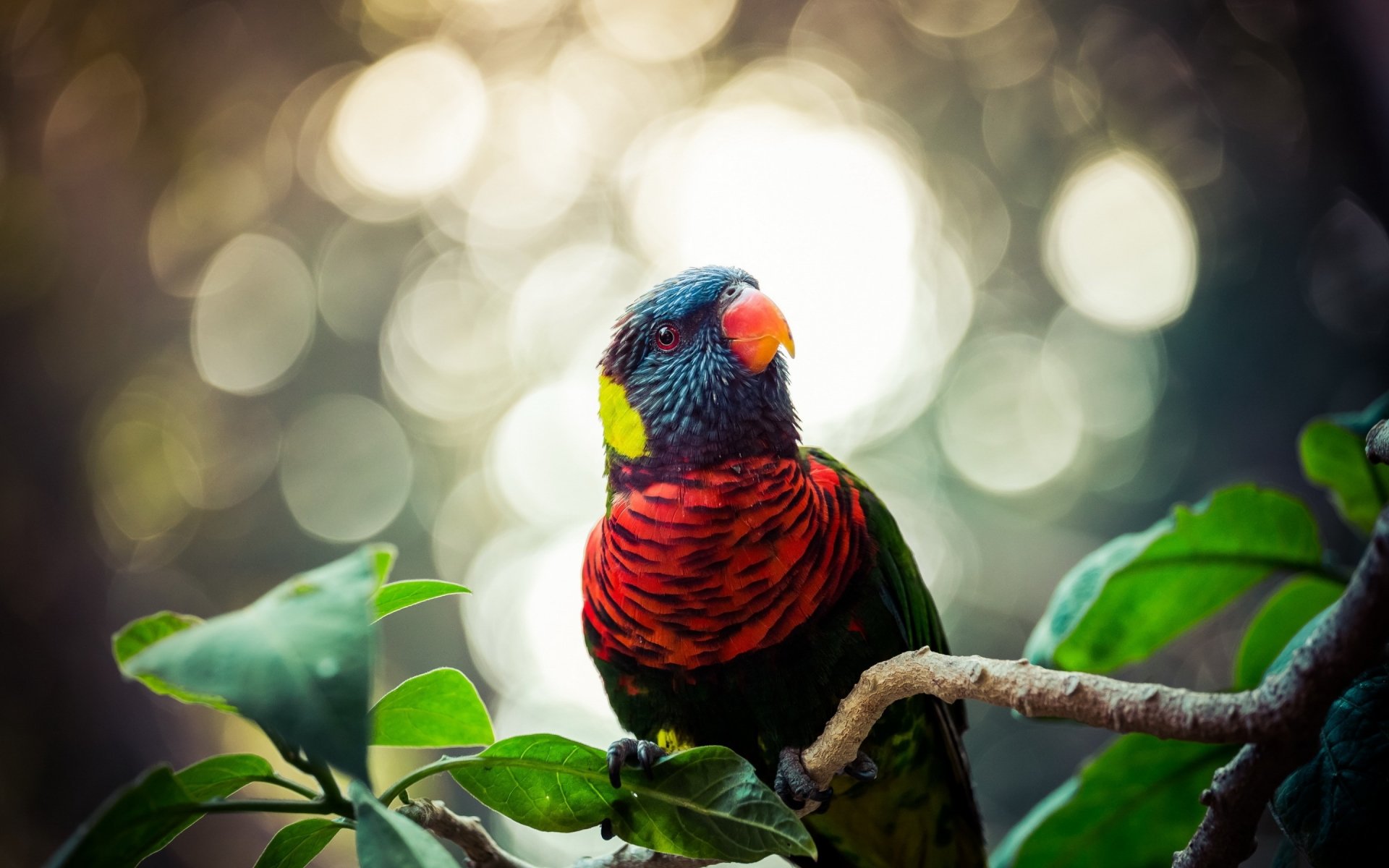 Rainbow lorikeet parrot animal perched on a branch among green leaves, colorful plumage against soft bokeh — 2K Quad HD PC desktop wallpaper background.