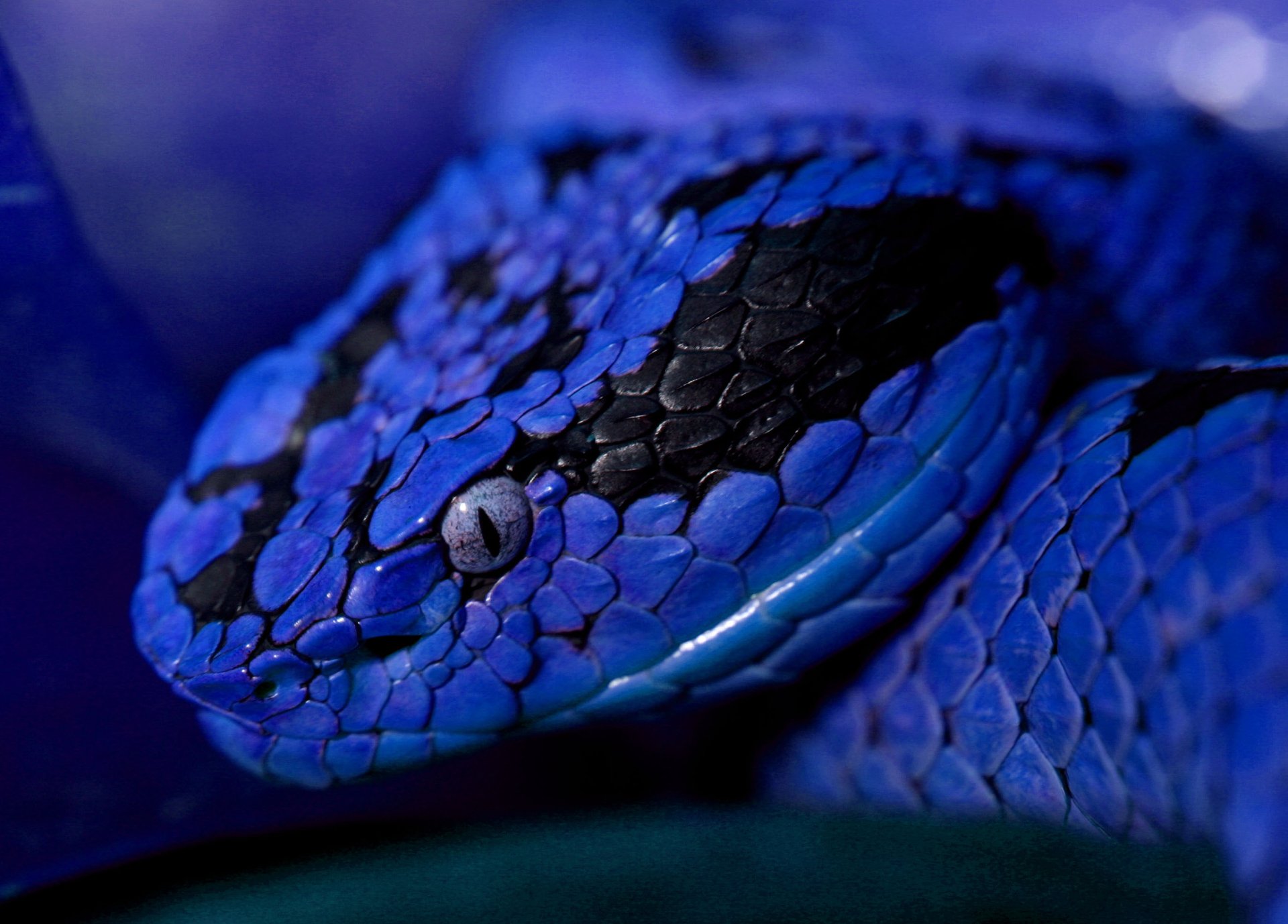 Close-up of a vivid blue snake coiled on a dark backdrop — high-detail 2K Quad HD PC desktop wallpaper and background.