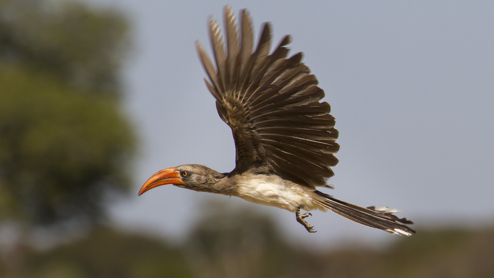 Red-billed hornbill in flight over Zimbabwean bush, wings fanned and bright red bill — animal photograph as 2K Quad HD PC desktop wallpaper.