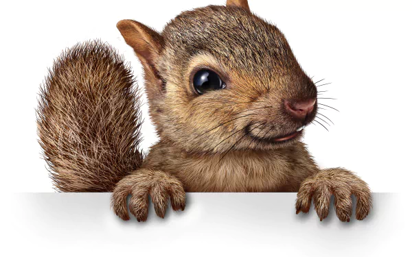 Animal squirrel HD Desktop Wallpaper | Background Image