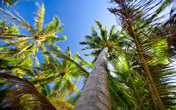 nature palm tree HD Desktop Wallpaper | Background Image