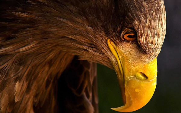 Close-up HD image of a majestic eagle’s head with detailed feathers and sharp yellow beak, designed as a striking PC desktop wallpaper background.