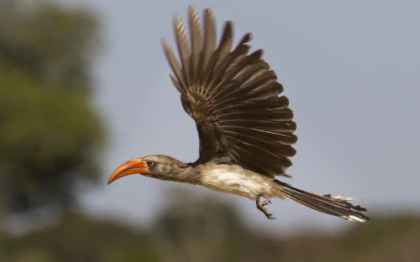 Red-billed hornbill in flight over Zimbabwean bush, wings fanned and bright red bill — animal photograph as 2K Quad HD PC desktop wallpaper.